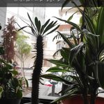 کافه فست فود بوهو