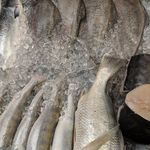 پروتئین ظفر