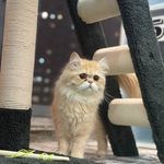 هتل پانسیون گربه نکو