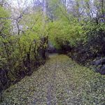 روستای مجدر