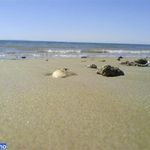 ساحل شنی تیس