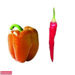 زیبایی مدیسا