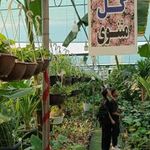 تولیدات گل مثنوی