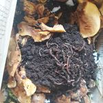 مجموعه تولیدی ورمی کمپوست پدیده سبز نجف آباد