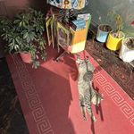 كارواش پارسيان