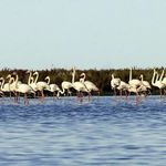 تالاب شیرین سو