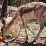 پارک ملی خجیر