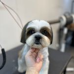 آرایشگاه حیوانات خانگی لاو لی پت