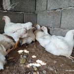 مرغ فروشی اکبر جوجه