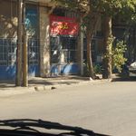 توليدی نبات شمس