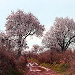 باغستان های سنتی قزوین