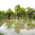 باغستان های سنتی قزوین