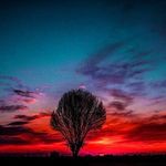 باغستان های سنتی قزوین