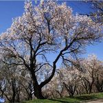 باغستان های سنتی قزوین