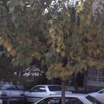 تاکسی تلفنی ارمغان
