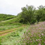 مسجد داشدبی