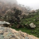پارک جنگلی مصیری