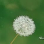 خدمات ناخن سارا خلج