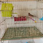 پرنده سرای بهار