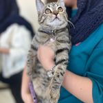 کلینیک دامپزشکی و پت‌شاپ اکسینپت اصفهان