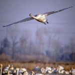 تالاب بین المللی فریدونکنار