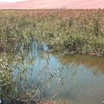 تالاب بین المللی فریدونکنار