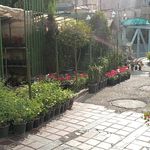 گلفروشی امپراطور