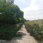 بوستان پرستو