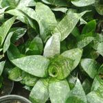 گلخانه یاس سفید