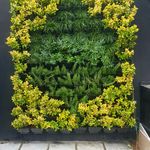 گلخانه گیسو گیاه