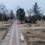 پارک کوروش