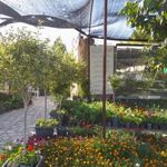 گلستان فرزین