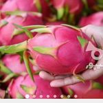 گلخانه و نهالستان فروزانی