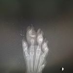 کلینیک دامپزشکی و پانسیون تخصصی گربه
