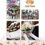 گل فروشی لوتوس