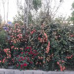 جگرسرای ملک ری(باغچه)