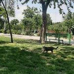 بوستان نرگس