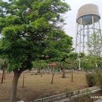 بوستان نرگس