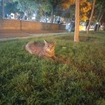 فضای سبز