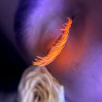 اکستنشن مژه و لیفت مژه و ابرو روشا