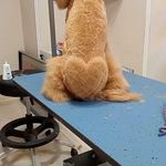 کلینیک دامپزشکی و پت شاپ جم