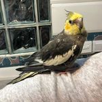 کلینیک دامپزشکی و پت شاپ جم