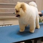 کلینیک دامپزشکی و پت شاپ جم