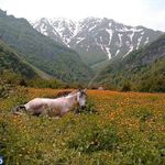 روستای دریاسر