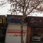 لاستیک جوان