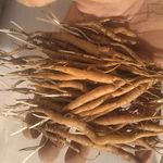 انغوزه آذری