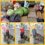 خیریه پرواز قاصدکها