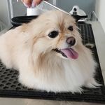 کلینیک دامپزشکی رد کارپت