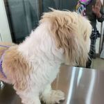 کلینیک دامپزشکی رد کارپت