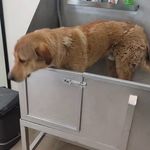 کلینیک دامپزشکی رد کارپت